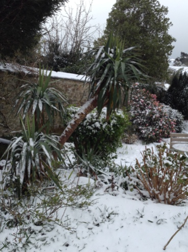 Cornish palms strangely suit a snow covering.